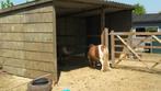 schuilstal schuilhok paardenstal in voorraad, Stalling, 2 of 3 paarden of pony's