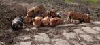 Kunekune biggen, Porcs, Plusieurs animaux, 0 à 2 ans