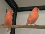 rood en roodivoor kanaries 2025, Dieren en Toebehoren, Vogels | Kanaries, Meerdere dieren, Kleurkanarie