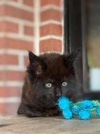 Maine Coon kittens van geteste ouders !, Dieren en Toebehoren, Meerdere dieren, Gechipt, 0 tot 2 jaar