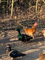 Haan Gele van haspengouw, Animaux & Accessoires, Volatiles