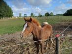 Haflinger veulen, Dieren en Toebehoren, Paarden, Merrie, Minder dan 160 cm, 0 tot 2 jaar, Gechipt