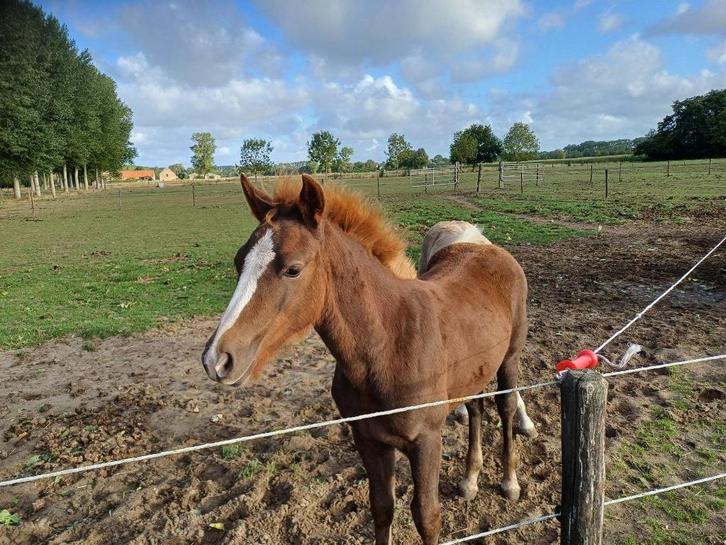 Haflinger veulen, Dieren en Toebehoren, Paarden, Merrie, Onbeleerd, Minder dan 160 cm, 0 tot 2 jaar, Recreatiepaard, Gechipt, Ontwormd