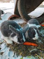Konijntjes (4 maanden oud) gratis, Animaux & Accessoires, Lapins, Oreilles tombantes, 0 à 2 ans
