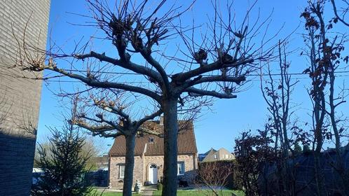 grote dakplataan  (nog 1 exemplaar te koop), Tuin en Terras, Planten | Bomen, Dakboom, Zomer, Ophalen of Verzenden