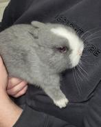Lapin nain bleu (Femelle), Dieren en Toebehoren, Konijnen, Vrouwelijk, Dwerg, 0 tot 2 jaar