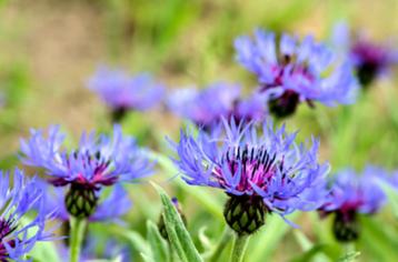 Centaurea montana of Korenbloem beschikbaar voor biedingen