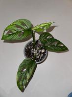 Monstera Adansonii Mint, Groene kamerplant, Ophalen