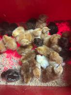 Kuikens pas uit het ei, Dieren en Toebehoren, Pluimvee, Kip
