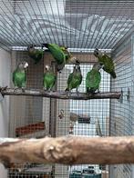 Cryptoxanthussen, Animaux & Accessoires, Oiseaux | Perruches & Perroquets, Plusieurs animaux, Perroquet, Bagué