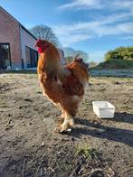 Brahma haan, Dieren en Toebehoren, Pluimvee