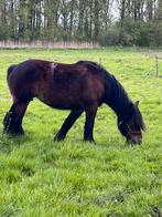 Trekpaard merries. Zuiver bruine!, Dieren en Toebehoren, Paarden, Gechipt, Tuigpaard, Merrie, 7 tot 10 jaar