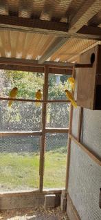 Kakarikies te koop 4 stuks gele, Dieren en Toebehoren, Vogels | Kanaries