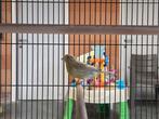 Kanaries, Dieren en Toebehoren, Vogels | Overige Vogels, Geringd