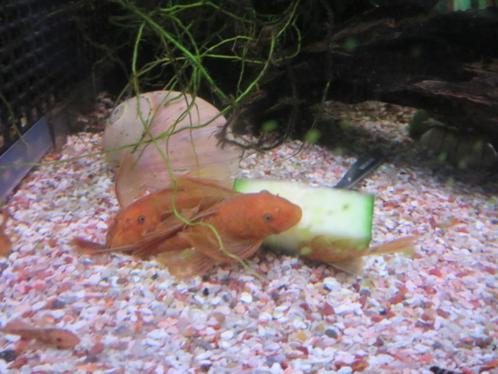 special: RED-Ancistrus-longfin-RODE koppels, Animaux & Accessoires, Poissons | Poissons d'aquarium, Poisson d'eau douce