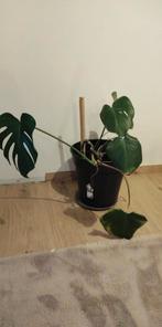 Gratis Monstera's, Enlèvement