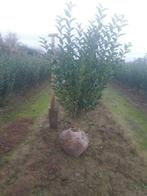 Ligustrum ovalifolium, Ophalen