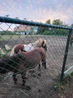 Mini-chevaux, Jument