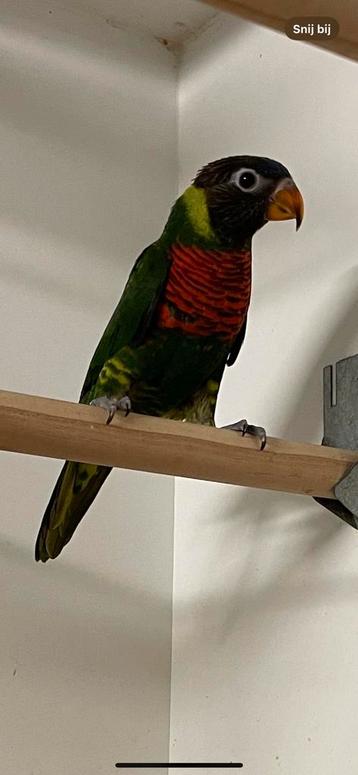 Massena lori te koop of te ruilen, Dieren en Toebehoren, Vogels | Parkieten en Papegaaien, Vrouwelijk, Geringd