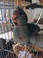Kakariki's  super tam !!, Dieren en Toebehoren, Meerdere dieren, Parkiet, Tam