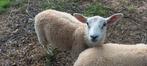 Swifter x texel ramlam maart 2025