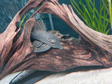 Panaque nigrolineatus 20 cm  beschikbaar voor biedingen