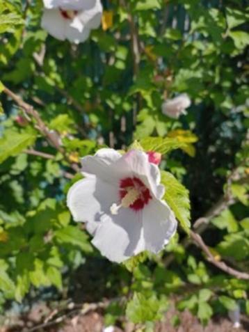 hibiscus struiken beschikbaar voor biedingen