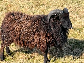 Ouessant bok
