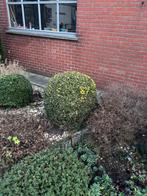 Buxus bollen, Tuin en Terras, Ophalen, Buxus, Struik, Minder dan 100 cm