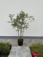 Quercus suber (kurkeik), Tuin en Terras, Planten | Bomen, Ophalen