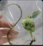 Monstera Bulbasaur, Enlèvement ou Envoi