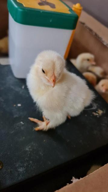 Kuikens Brahma lemon pyle raszuiver beschikbaar voor biedingen