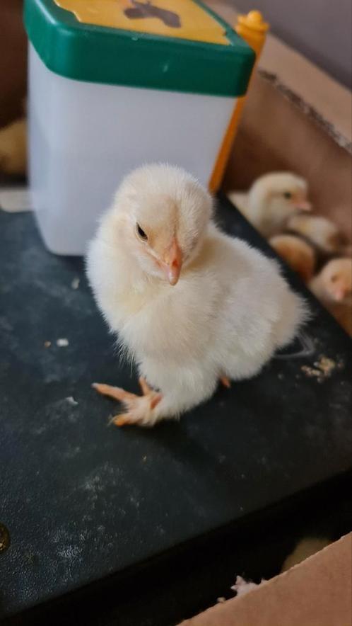 Kuikens Brahma lemon pyle raszuiver, Dieren en Toebehoren, Pluimvee, Kip, Geslacht onbekend