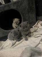 Britse korthaar, Dieren en Toebehoren, Katten en Kittens | Raskatten | Korthaar, Poes, Gechipt, 0 tot 2 jaar