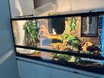 Slangenterrarium (+ Antaresia childreni), Slang, Met terrarium, 11 jaar of ouder