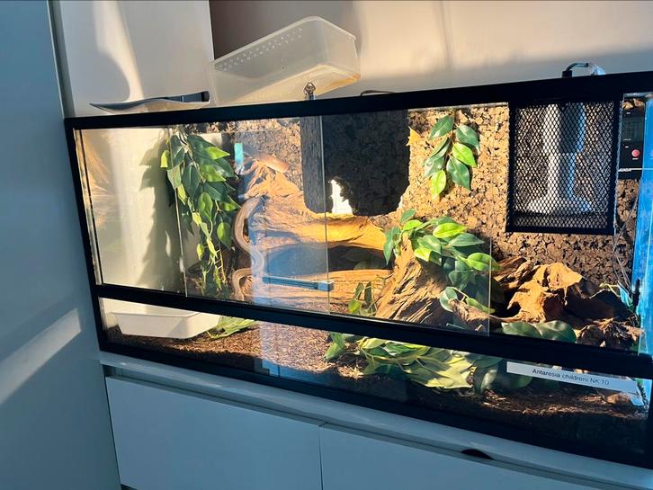 Slangenterrarium (+ Antaresia childreni), Dieren en Toebehoren, Reptielen en Amfibieën, Slang, 11 jaar of ouder, Met terrarium