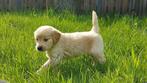 Golden retriever pups