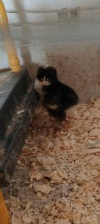 Kuikens Mechelse koekoek, Dieren en Toebehoren, Pluimvee