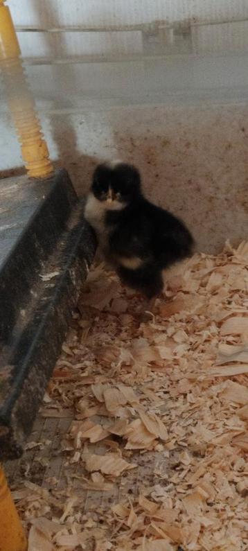 Kuikens Mechelse koekoek beschikbaar voor biedingen