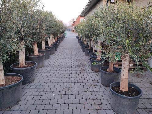Olijfbomen, Tuin en Terras, Planten | Bomen, Olijfboom, 100 tot 250 cm, Volle zon, Lente, In pot, Ophalen