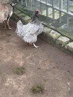 Grijze licht kip te koop, Dieren en Toebehoren, Kip