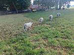2 Lammen, Dieren en Toebehoren, Schapen, Geiten en Varkens, Schaap