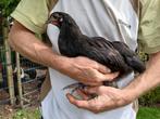 Haan Australorp raszuiver en tam 7 weken oud, Dieren en Toebehoren, Pluimvee
