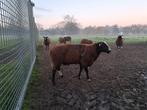 Zwartbles ram, Dieren en Toebehoren, Schapen, Geiten en Varkens, Mannelijk, Schaap, 3 tot 5 jaar