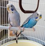 Couple perruche avec cage et accessoires, Meerdere dieren, Parkiet