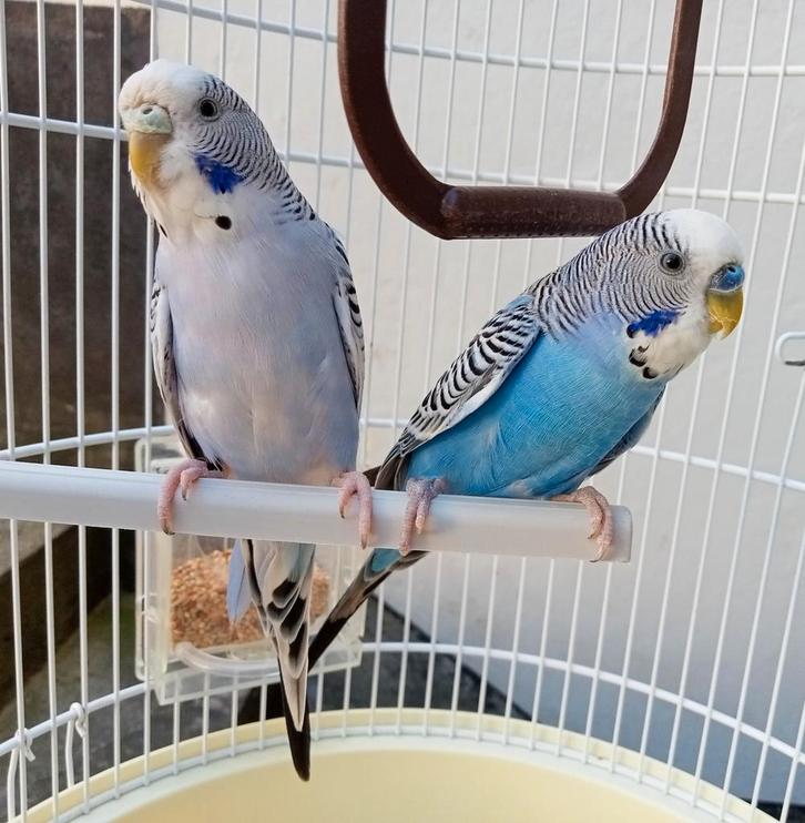 Couple perruche avec cage et accessoires, Dieren en Toebehoren, Vogels | Parkieten en Papegaaien, Parkiet, Meerdere dieren