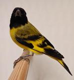 Zwartkopsijzen koppels, Plusieurs animaux, Oiseau tropical, Bagué