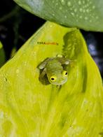 Groupe de grenouilles en verre (Hyalinobatrachium Fleischman, Amphibien, 0 à 2 ans