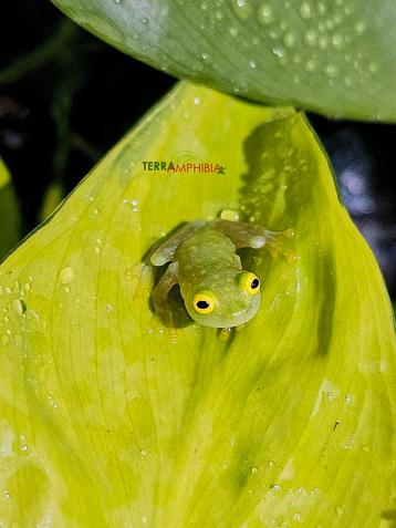 Groupe de grenouilles en verre (Hyalinobatrachium Fleischman