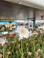 Scabiosa columbaria White, Ophalen, Vaste plant